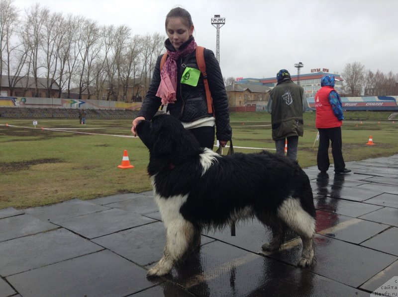 Фото: ньюфаундленд Аквиан Сонг Кроун Роял