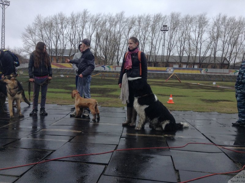 Фото: ньюфаундленд Аквиан Сонг Кроун Роял