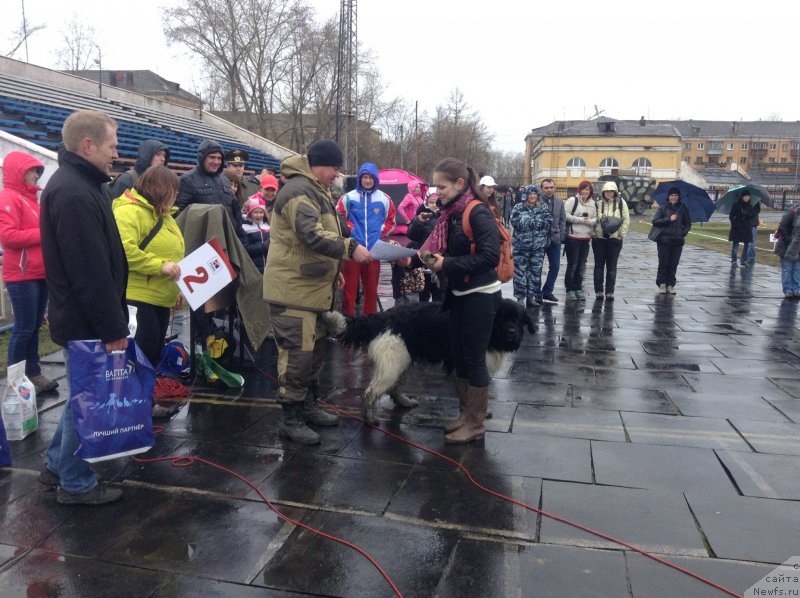 Фото: ньюфаундленд Аквиан Сонг Кроун Роял