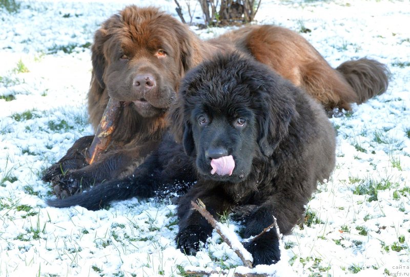 Фотография № 152385