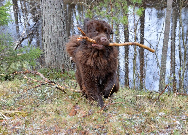 Фотография № 152390