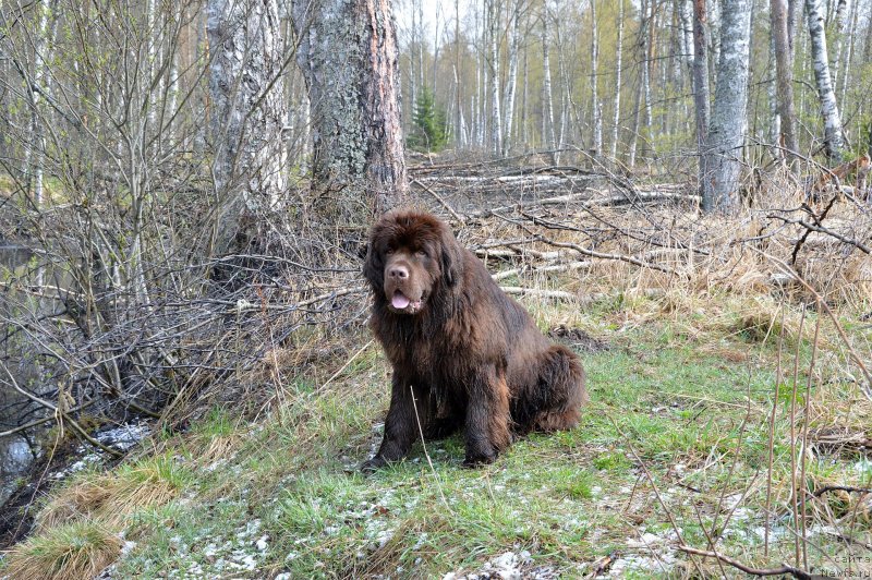 Фотография № 152393