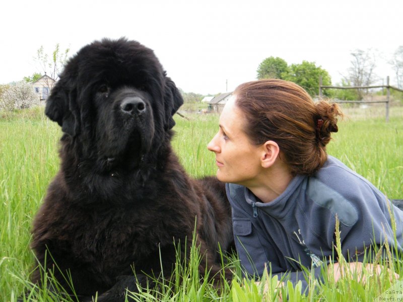Фото: ньюфаундленд Альфа Таури Династия Совершенства (Аlpha Tauri Dinastiya Soverchenstva), Анна Пронская