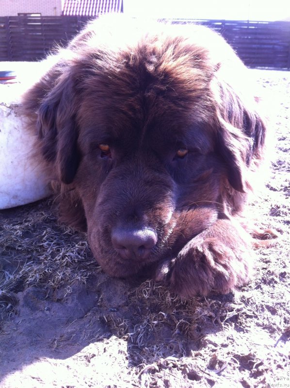 Фото: ньюфаундленд Ван Лен Тайм Женевьева