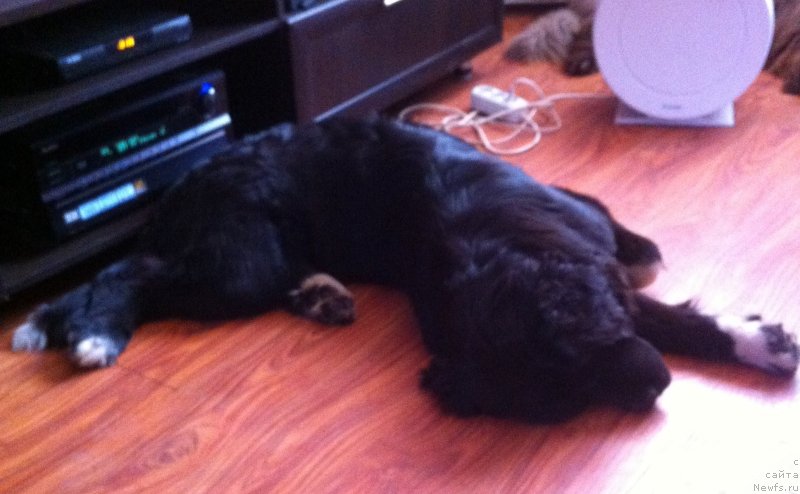 Фото: ньюфаундленд Аквиан Сонг Леди Ин Блэк