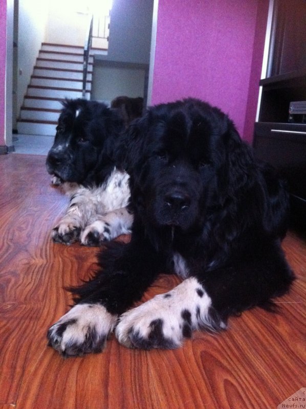 Фотография № 152454