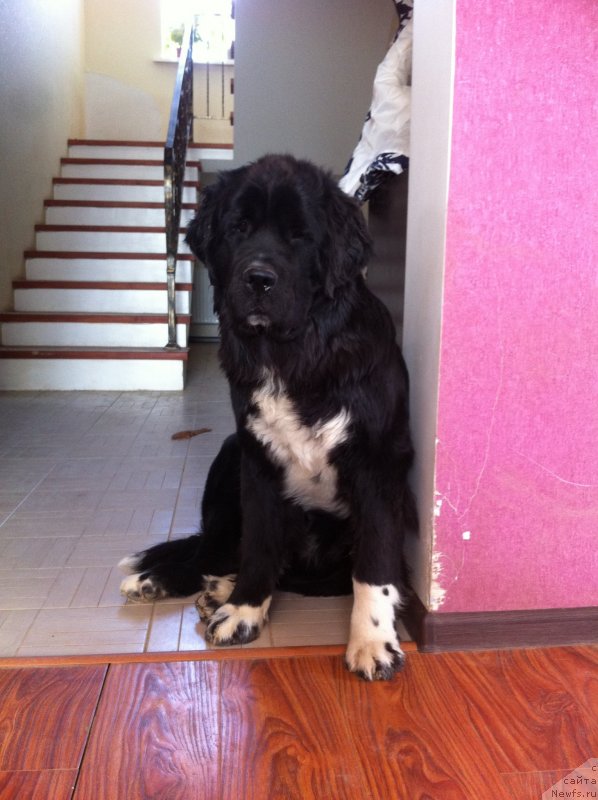 Фото: ньюфаундленд Аквиан Сонг Леди Ин Блэк