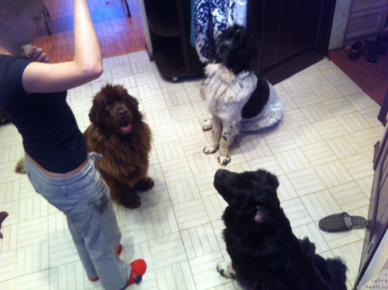 Фото: ньюфаундленд Ван Лен Тайм Женевьева, ньюфаундленд Сент Джонс Вива Виктория (Sent Djons Viva Viktoria), ньюфаундленд Аквиан Сонг Леди Ин Блэк