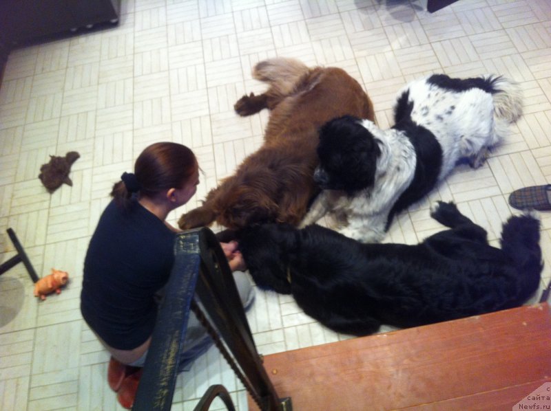 Фото: ньюфаундленд Ван Лен Тайм Женевьева, ньюфаундленд Сент Джонс Вива Виктория (Sent Djons Viva Viktoria), ньюфаундленд Аквиан Сонг Леди Ин Блэк