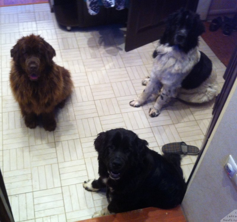 Фото: ньюфаундленд Ван Лен Тайм Женевьева, ньюфаундленд Сент Джонс Вива Виктория (Sent Djons Viva Viktoria), ньюфаундленд Аквиан Сонг Леди Ин Блэк