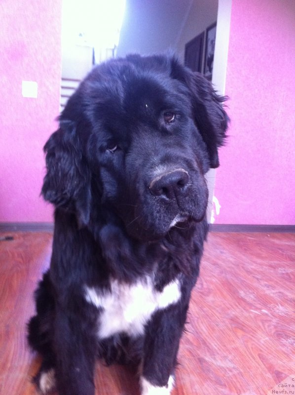 Фото: ньюфаундленд Аквиан Сонг Леди Ин Блэк