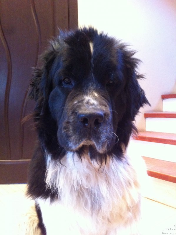 Фото: ньюфаундленд Сент Джонс Вива Виктория (Sent Djons Viva Viktoria)