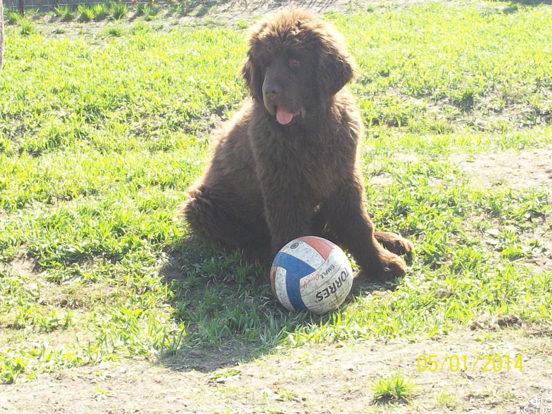 Фото: ньюфаундленд Ньюфорт Ю'Северино