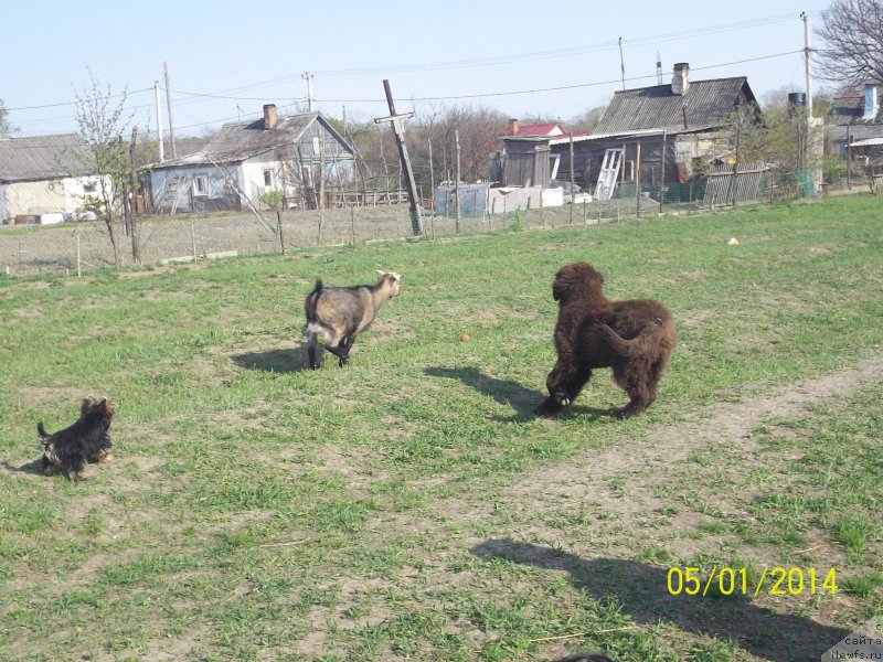 Фото: ньюфаундленд Ньюфорт Ю'Северино, коза Настя и йорк Крис!!!