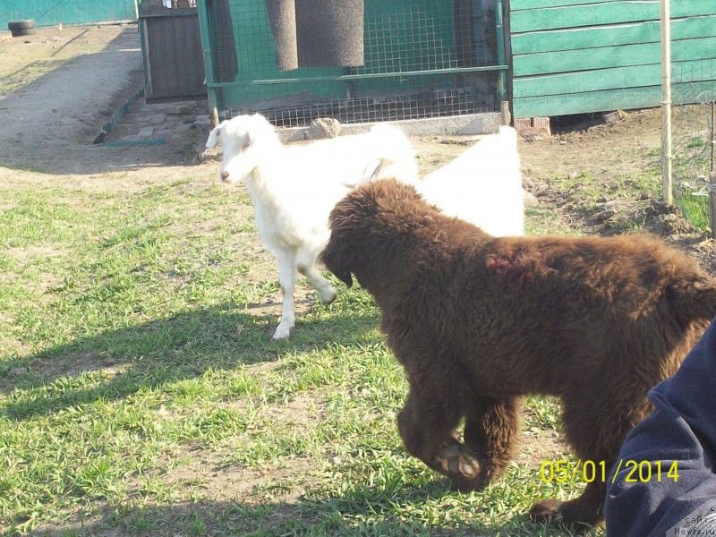 Фото: ньюфаундленд Ньюфорт Ю'Северино