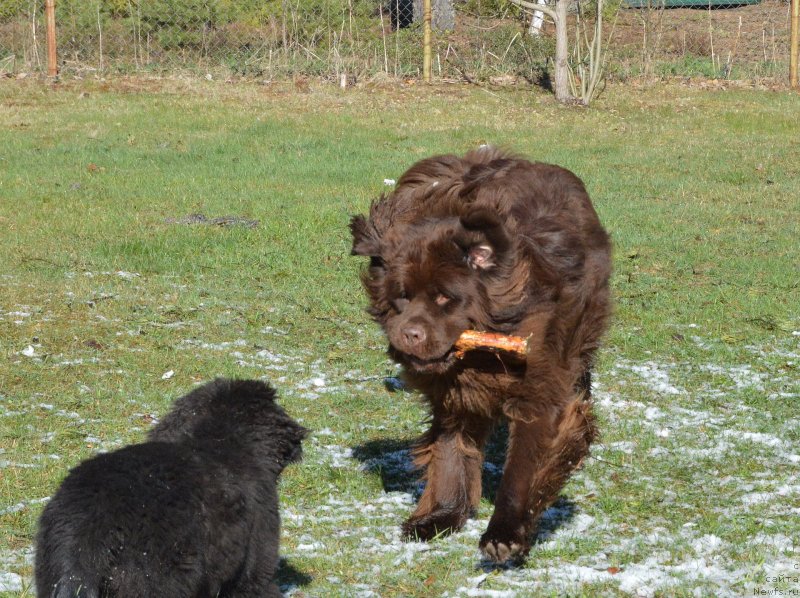 Фото: ньюфаундленд I Follow The Sun de L'Etoile de Cyrice