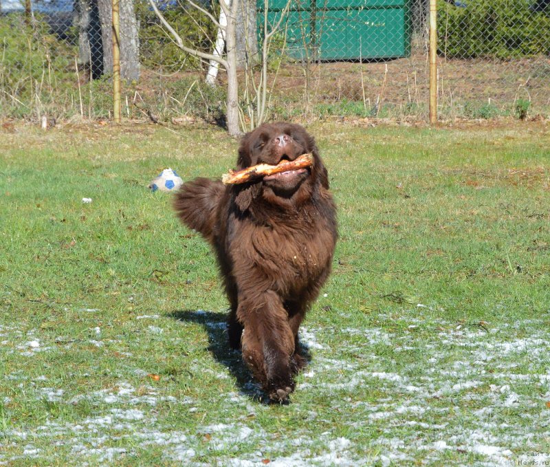 Фото: ньюфаундленд I Follow The Sun de L'Etoile de Cyrice