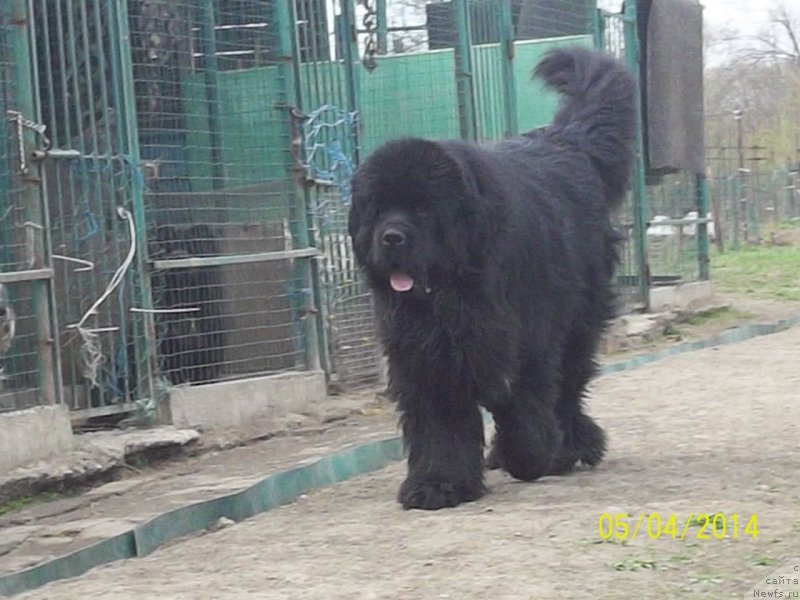 Фото: ньюфаундленд Супер Премиум Микадо (Super Premium Mikado)