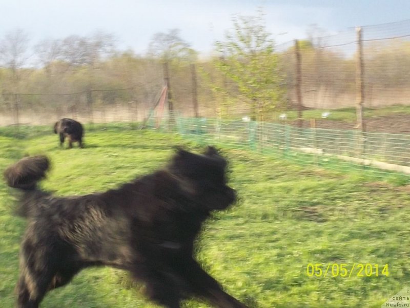 Фото: ньюфаундленд Супер Премиум Линиэль Дайлиррин (Super Premium Liniel Daylirring)