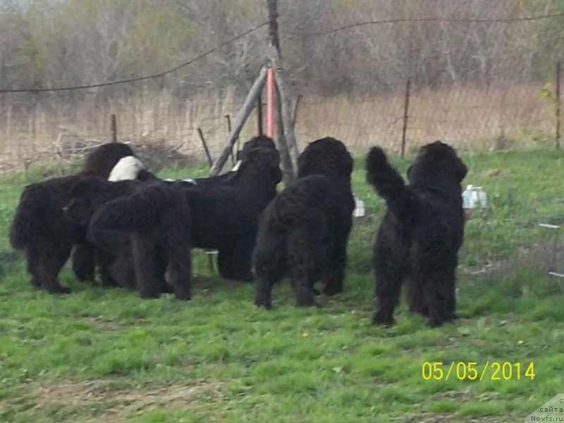 Фото: ньюфаундленд Виски Ред Лейбл Вепс (Viski Red Label Veps), ньюфаундленд Вито Качо Ферл (Vito Kacho Ferl), ньюфаундленд Супер Премиум Линиэль Дайлиррин (Super Premium Liniel Daylirring), ньюфаундленд Супер Премиум Литониэль Валланинор (Super Premium Litoniel Vallaninor), ньюфаундленд Супер Премиум Нао Дел Трато