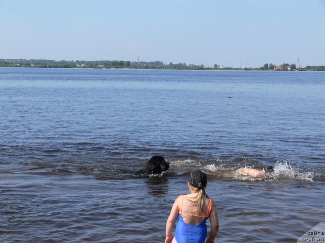 Фото: ньюфаундленд О Блек Диамонд Литтл Беар (O Black Diamond Little Bear)