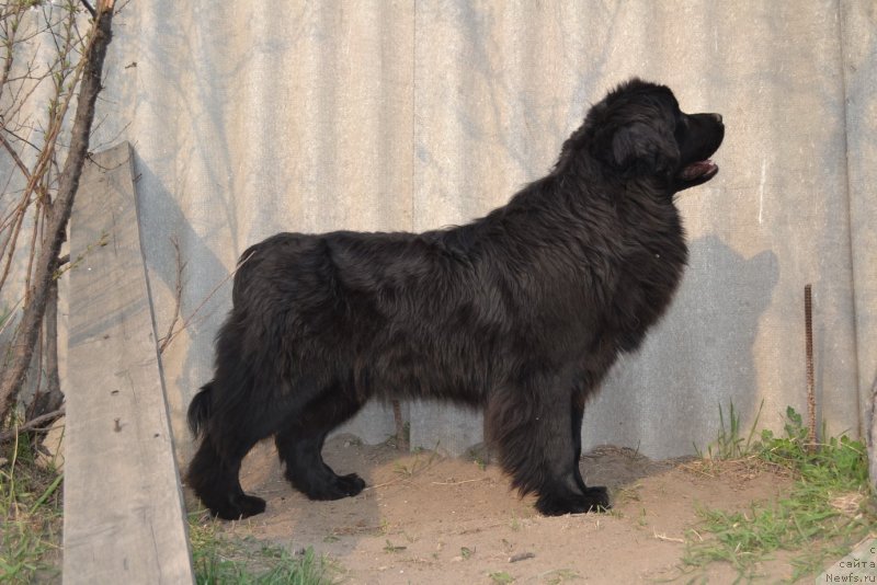 Фото: ньюфаундленд Талисман Моря Мишель