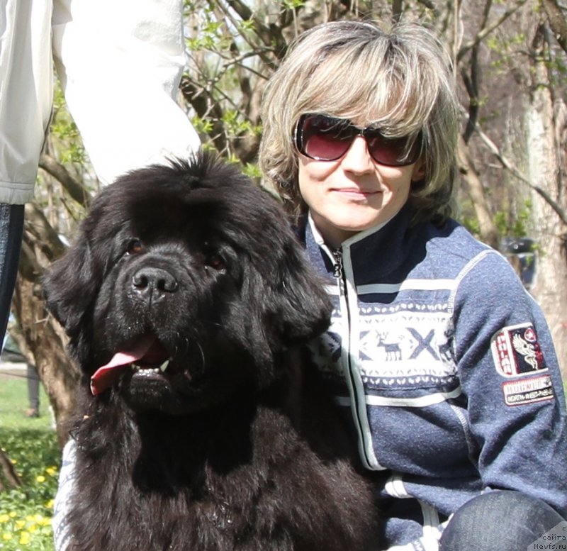 Фото: ньюфаундленд С'Нежная Вьюга Амороне Сартори (S'Nezhnaya Vjuga Amorone Sartori), Ольга Крайнова