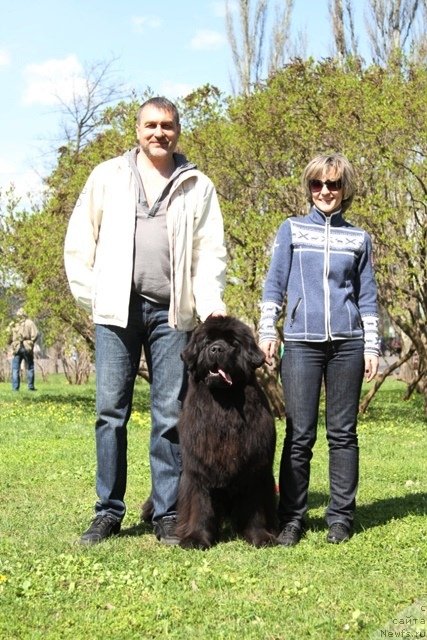 Фото: ньюфаундленд С'Нежная Вьюга Амороне Сартори (S'Nezhnaya Vjuga Amorone Sartori), Ольга Крайнова