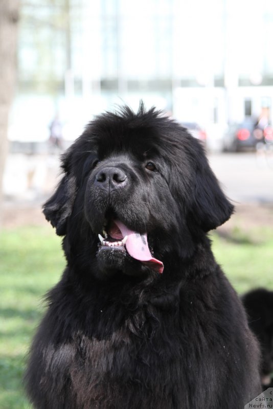 Фото: ньюфаундленд С'Нежная Вьюга Амороне Сартори (S'Nezhnaya Vjuga Amorone Sartori)