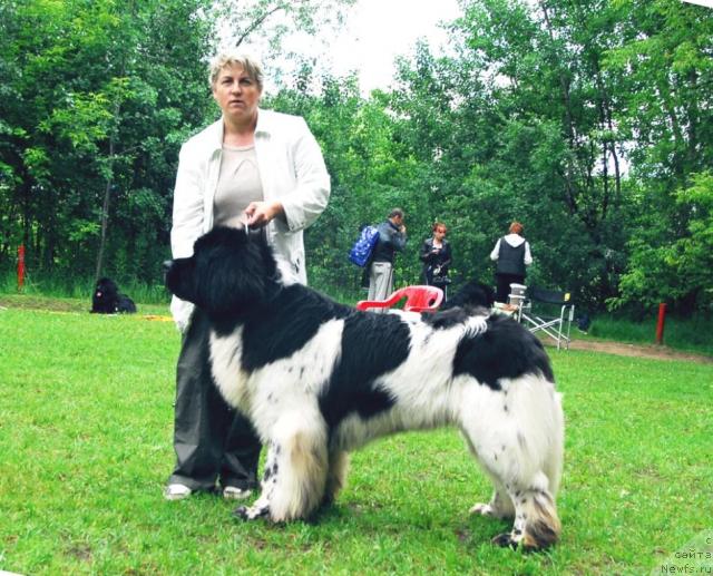 Фото: ньюфаундленд Супер Бизон Айсберг (Super Bizon Aisberg)