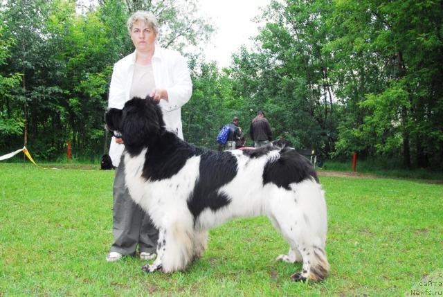 Фото: ньюфаундленд Супер Бизон Айсберг (Super Bizon Aisberg)