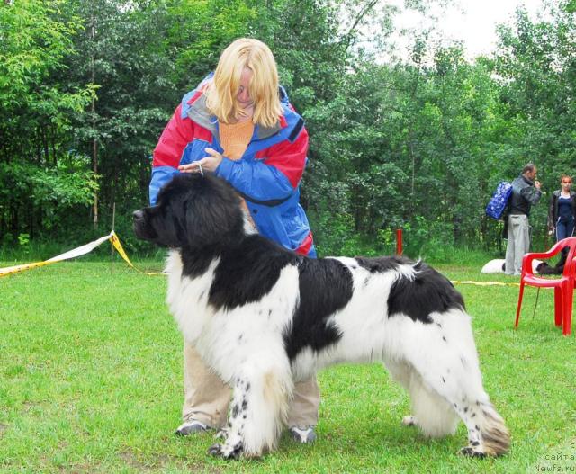 Фото: ньюфаундленд Супер Бизон Айсберг (Super Bizon Aisberg)