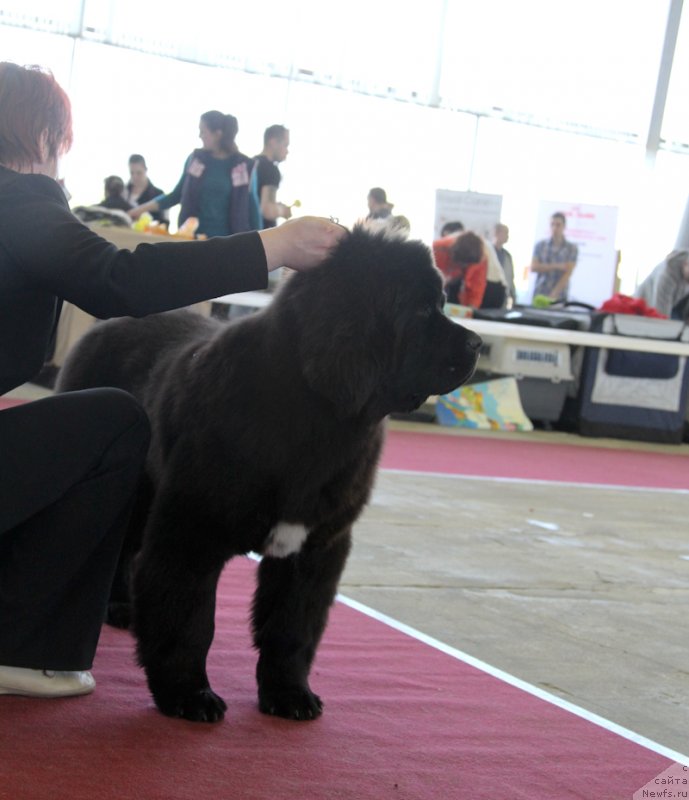 Фото: ньюфаундленд Супер Бизон Лилимэн (Super Bizon Liliman)