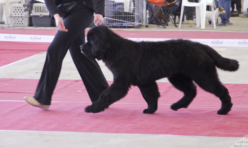 Фото: ньюфаундленд Супер Бизон Лилимэн (Super Bizon Liliman)