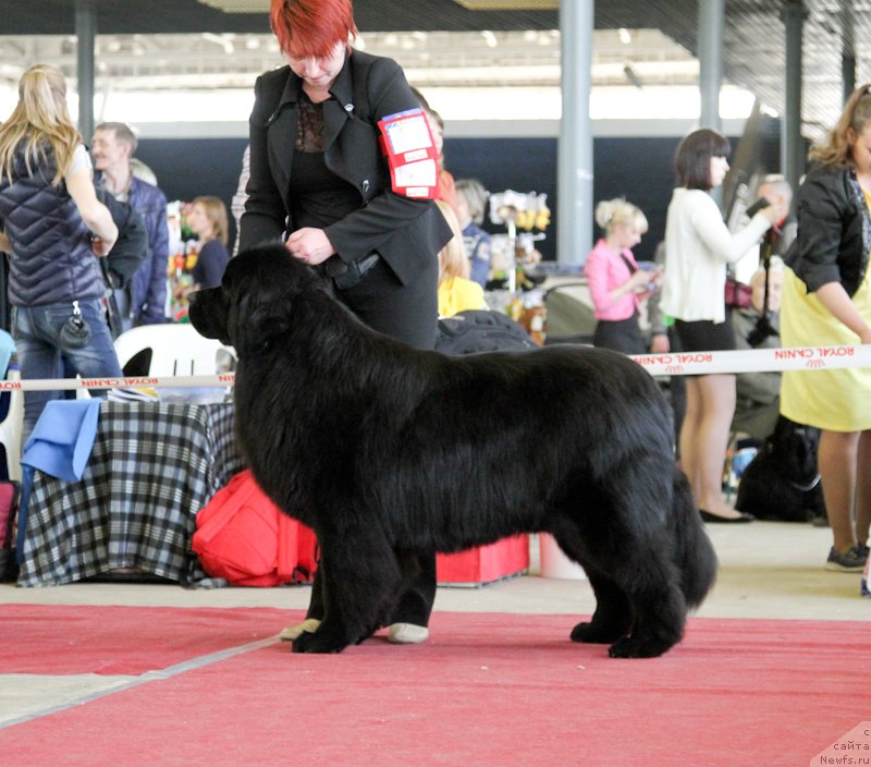 Фото: ньюфаундленд Ласковый и Нежный Бриз