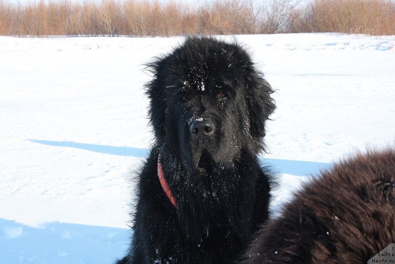 Фото: ньюфаундленд Fortuna of Giant's Island