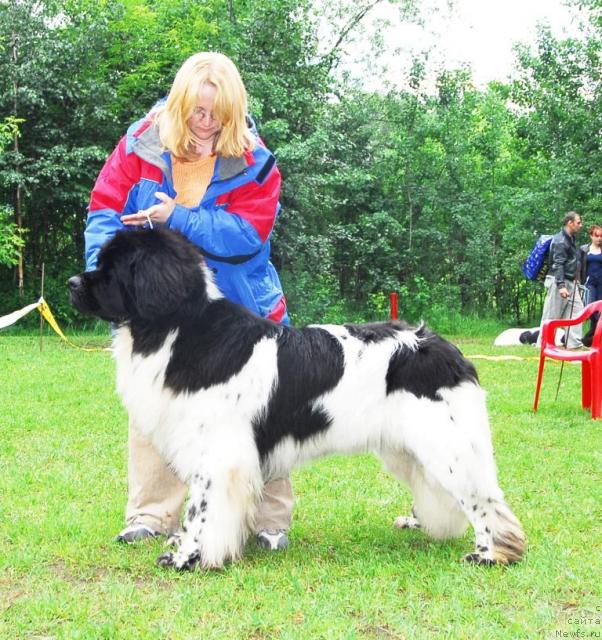 Фото: ньюфаундленд Супер Бизон Айсберг (Super Bizon Aisberg)