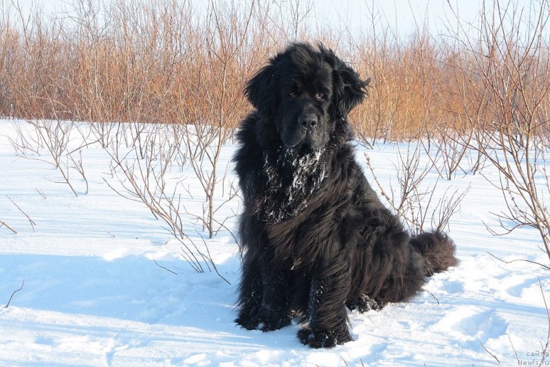 Фото: ньюфаундленд Глория Гранд Блек