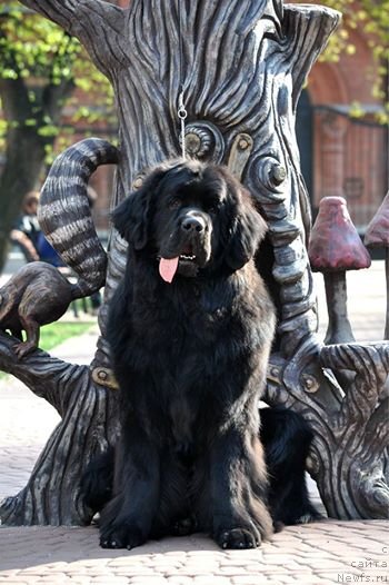 Фото: ньюфаундленд Черная Мафия Муч Соугхт (Chernaya Mafia Much Sought)