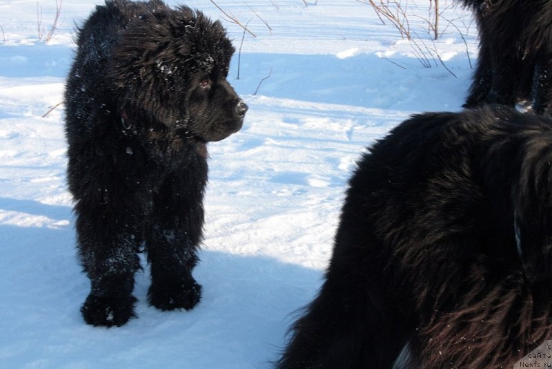 Фото: ньюфаундленд Анабелле Квин оф зэ Моунтайнс