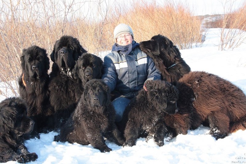 Фото: ньюфаундленд Глория Гранд Блек, ньюфаундленд Fortuna of Giant's Island, ньюфаундленд Бегущая по Волнам Зеро Коол, ньюфаундленд Янтарная Мечта, Елена Кузьмина, ньюфаундленд Neretum Tribe Xagrid, ньюфаундленд King of Helluland You Shock Me, ньюфаундленд Анабелле Квин оф зэ Моунтайнс, ньюфаундленд Ариель Принцесс оф зе Сии