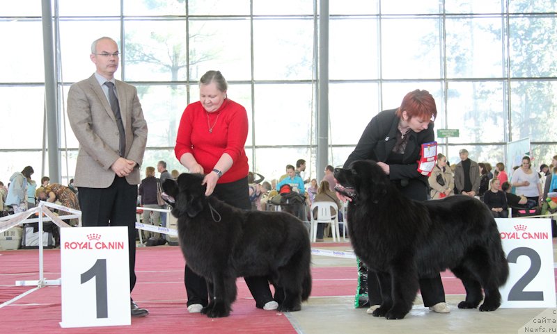 Фото: ньюфаундленд Лунная Соната Для Елены Гранд Бэби, ньюфаундленд Ласковый и Нежный Бриз