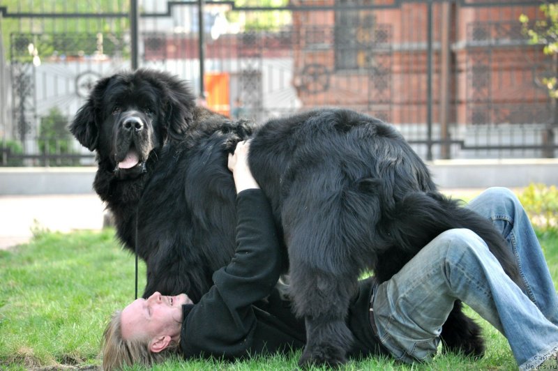 Фото: ньюфаундленд Черная Мафия Муч Соугхт (Chernaya Mafia Much Sought)