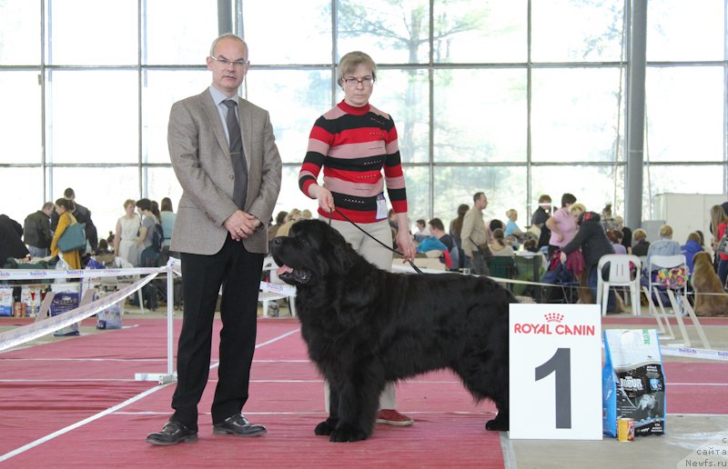 Фото: ньюфаундленд Плюшевая Панда Ивар