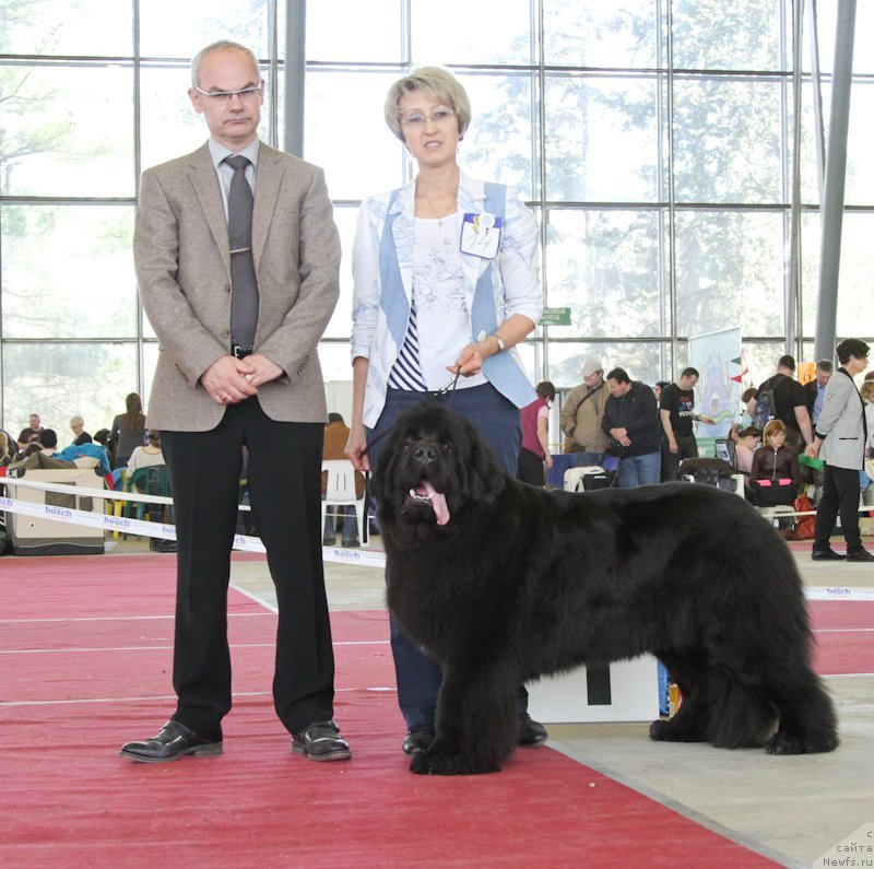 Фото: ньюфаундленд Питерньюф Чателау БелАир (Piternyuf Chateau Belair)