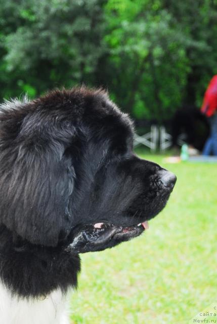 Фото: ньюфаундленд Супер Бизон Айсберг (Super Bizon Aisberg)
