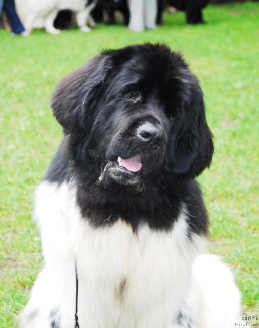 Фото: ньюфаундленд Супер Бизон Айсберг (Super Bizon Aisberg)