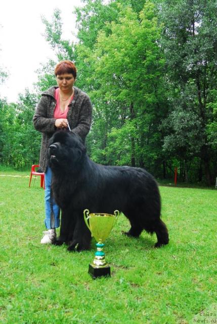 Фото: ньюфаундленд Атлант Бэст