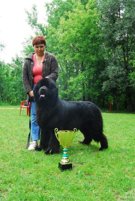 Фото: ньюфаундленд Атлант Бэст