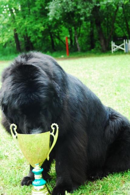 Фото: ньюфаундленд Атлант Бэст